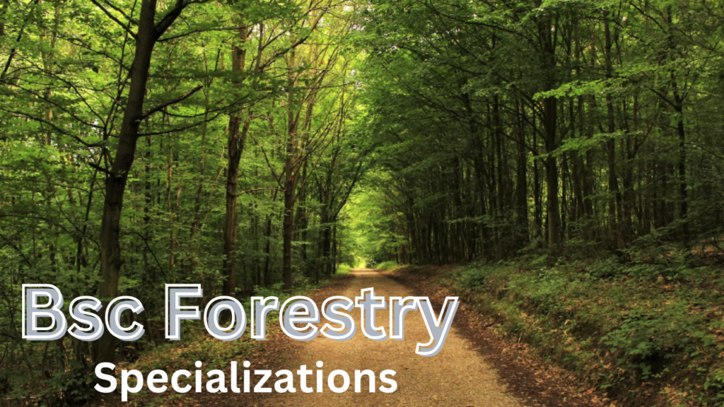 Bsc Forestry Specializations